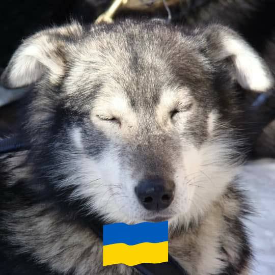 🚨 FINAL HOURS 🚨 The IditaRider Auction ENDS AT NOON TODAY (Alaska time ...