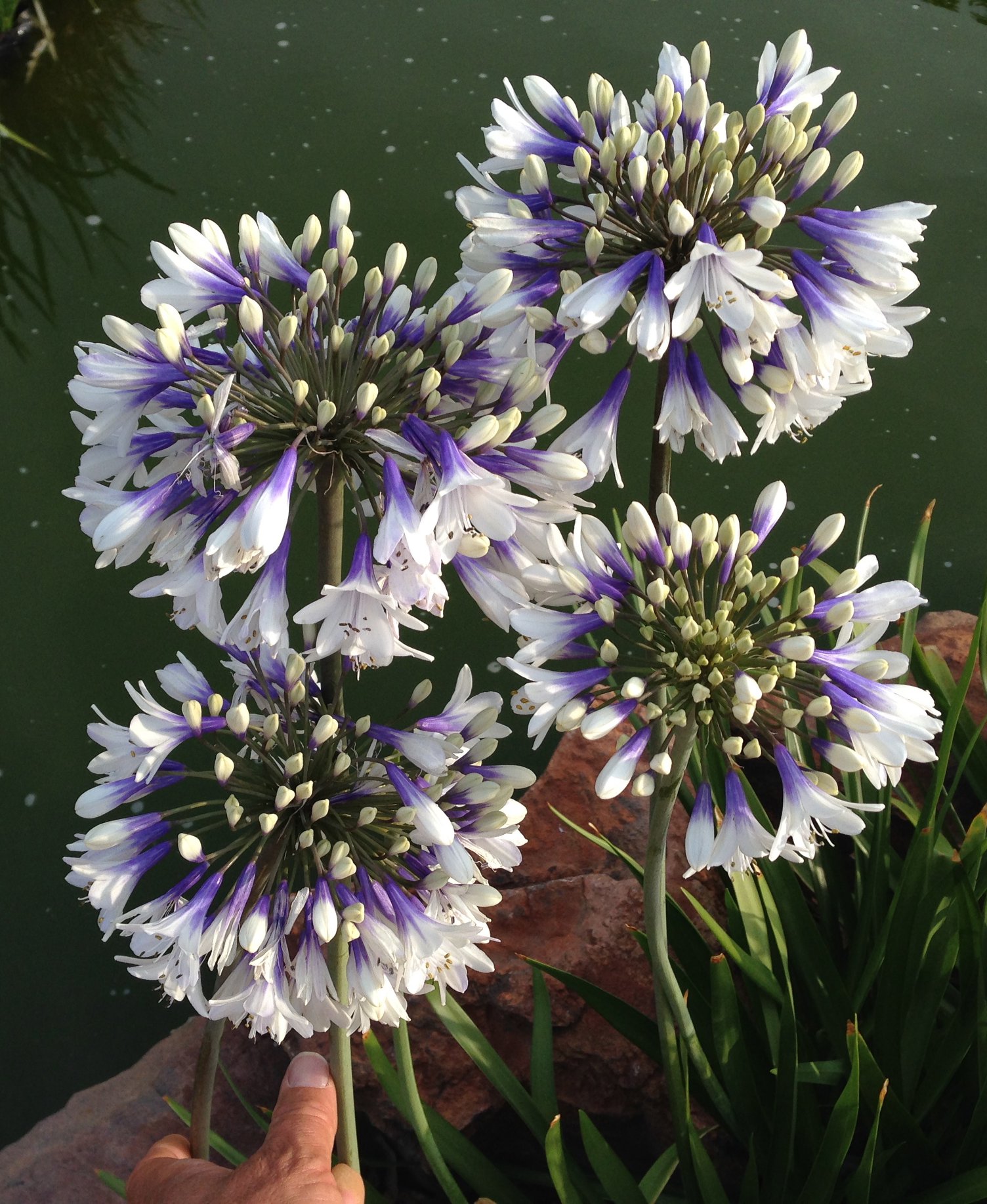 the-aloe-farm-agapanthus-twister-facebook