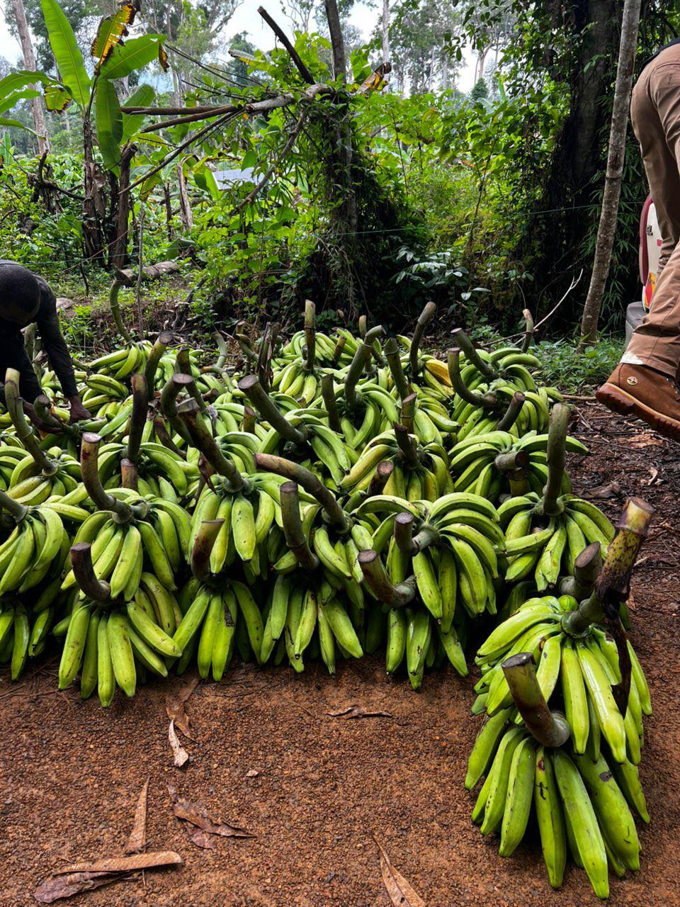 Creol - 🍌💛 VENTE PRIVÉE DE BANANES Bonjour à tous ! Je vous informe ...
