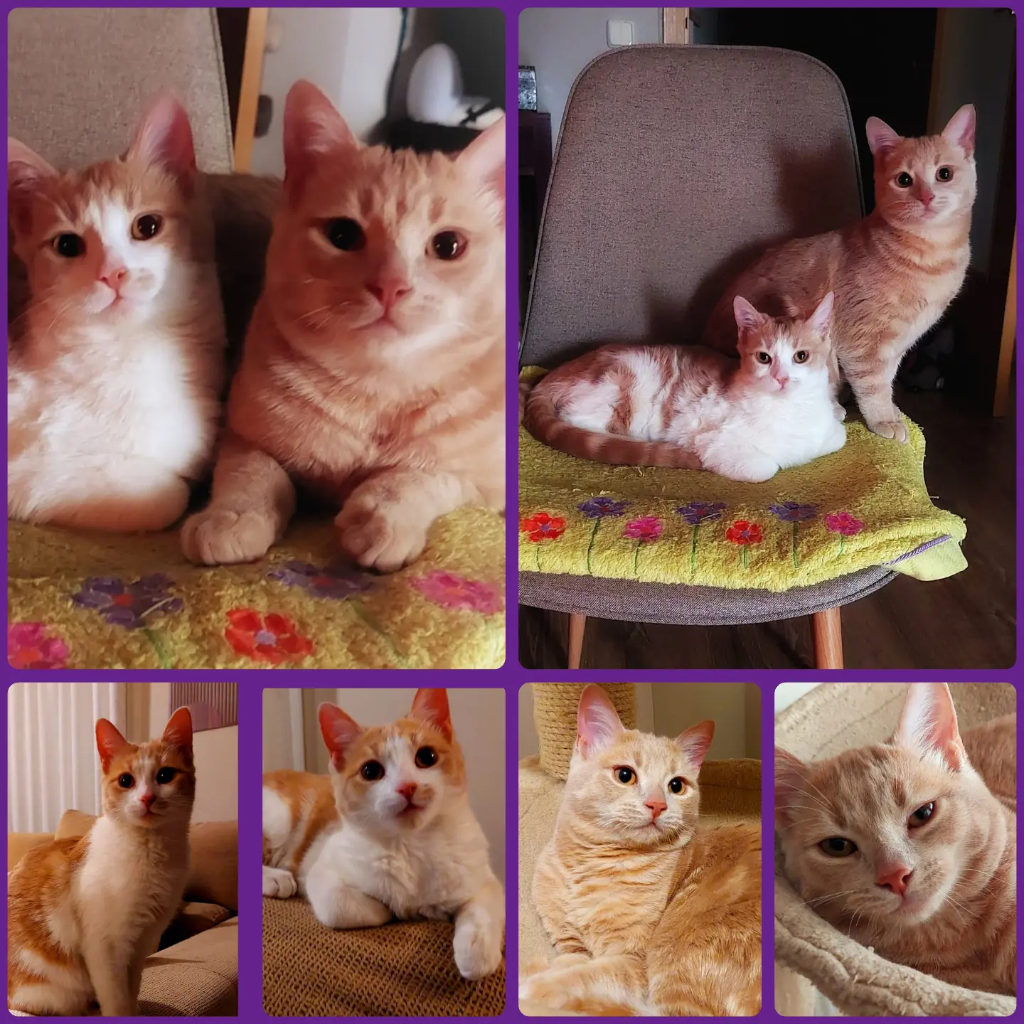 Help 3A: Ayudando A los Animales | Coslada
