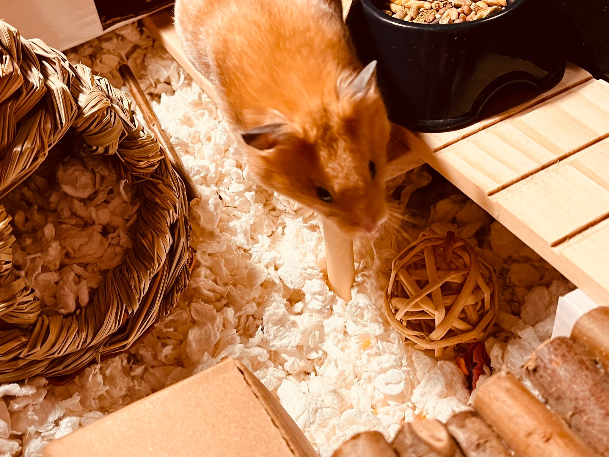 Gallery Detail: Mischievous Hamsters Help Advice A Little Over 4 Months Later