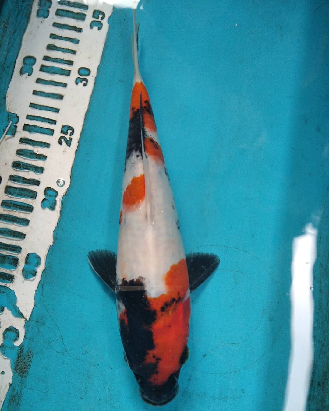 Aditiya Satoshi koi indonesia