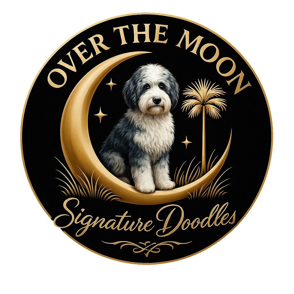 Olive is a cuddle bug so far . Shes a mini sheepadoodle with merle ...