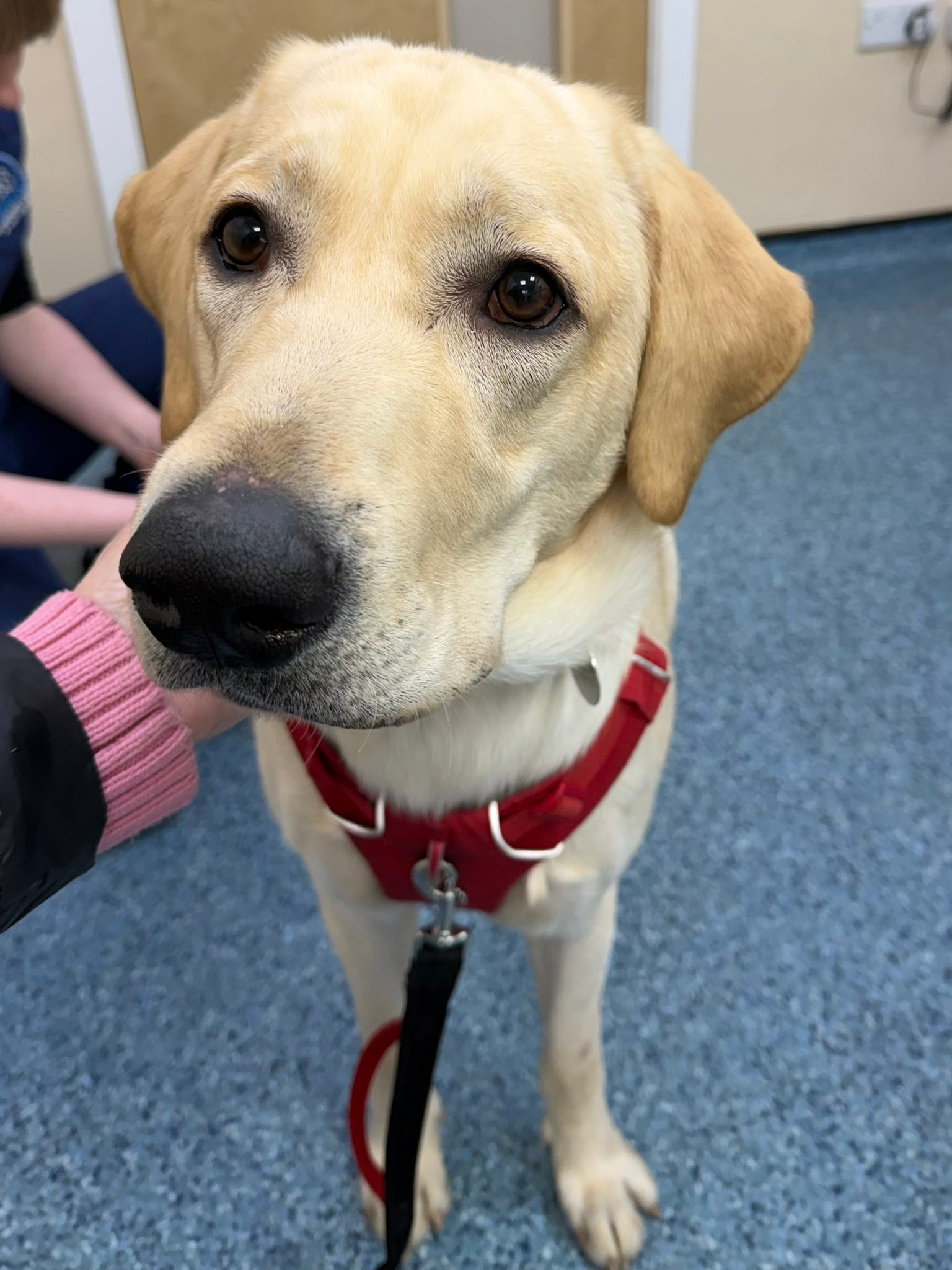 Last Sunday we welcomed the... - Team Edward Labrador Rescue | Facebook