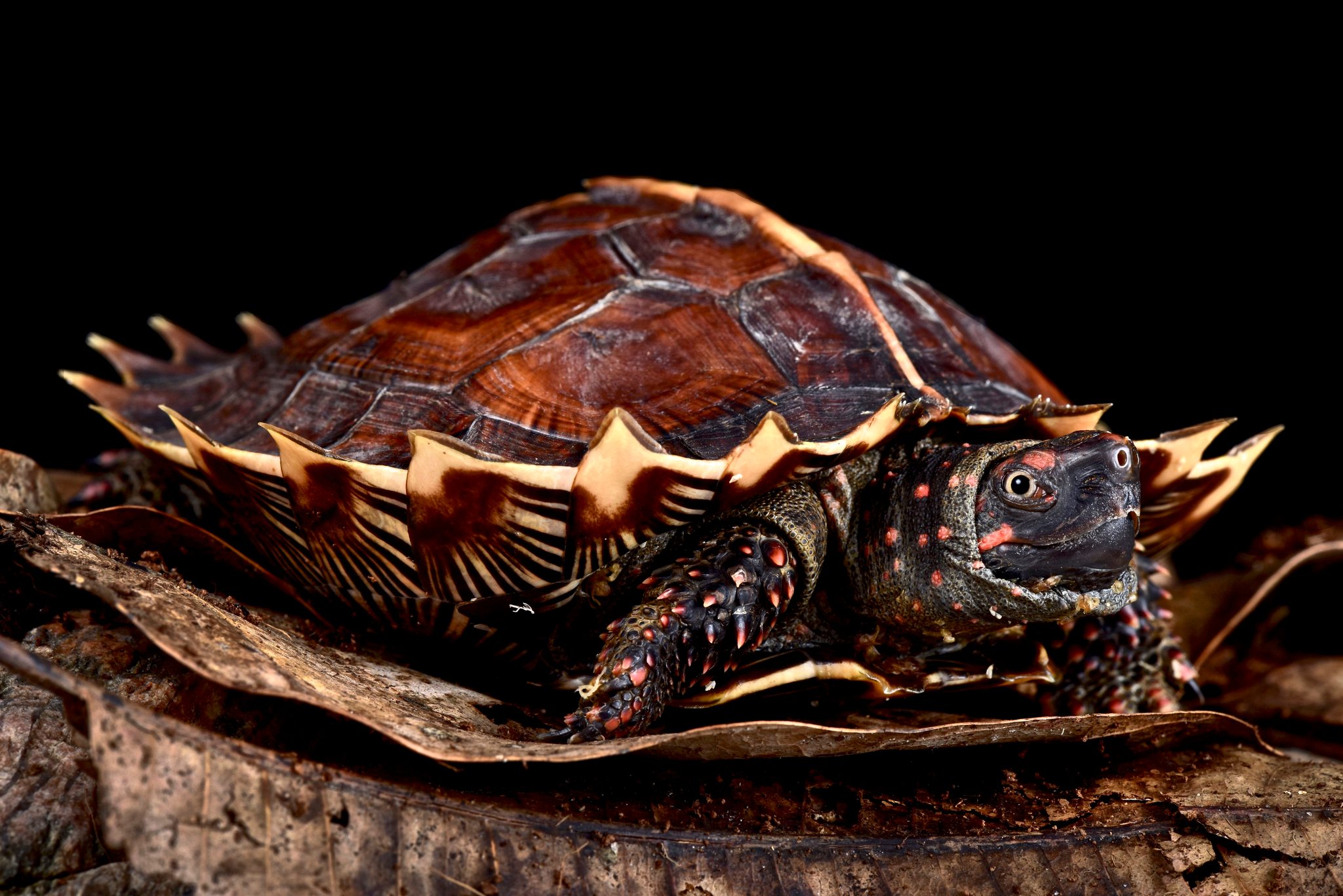 Reptiles4all - The Spiny turtle (Heosemys spinosa) has one of the most ...