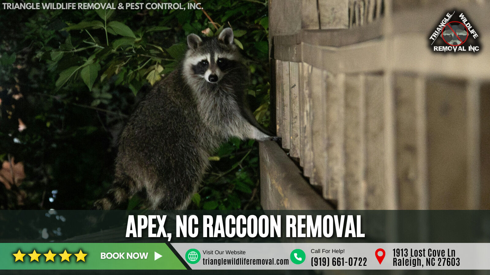 Triangle - Did you know raccoon waste in your attic can lead to serious ...
