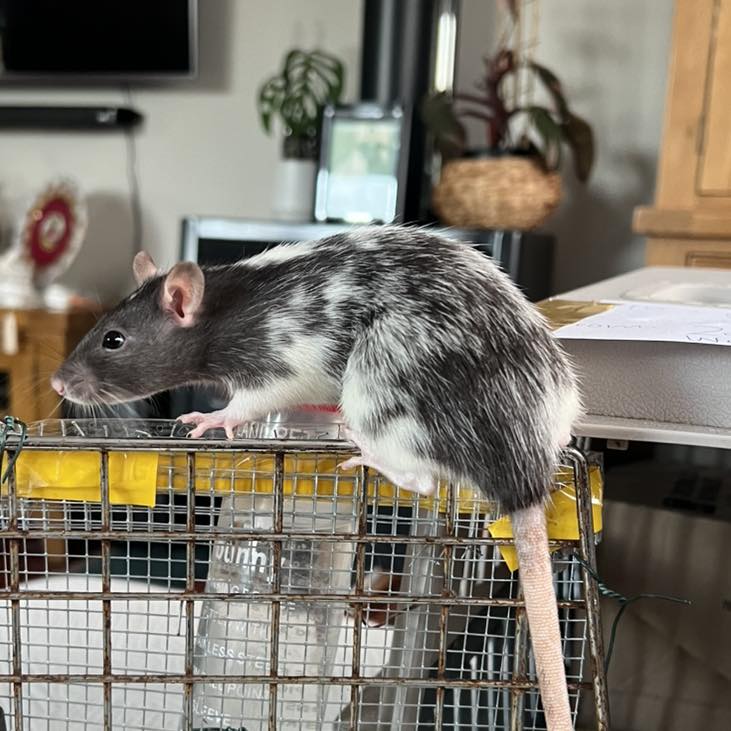 Interstellar Rattery | Wellington