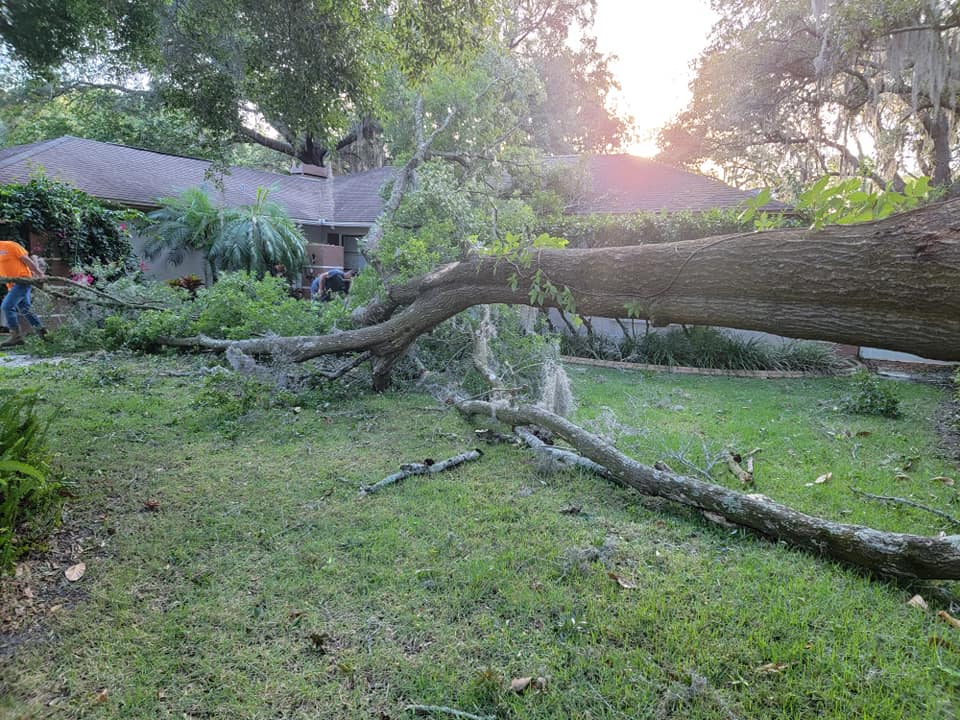 Wade's tree Service | Plant City FL