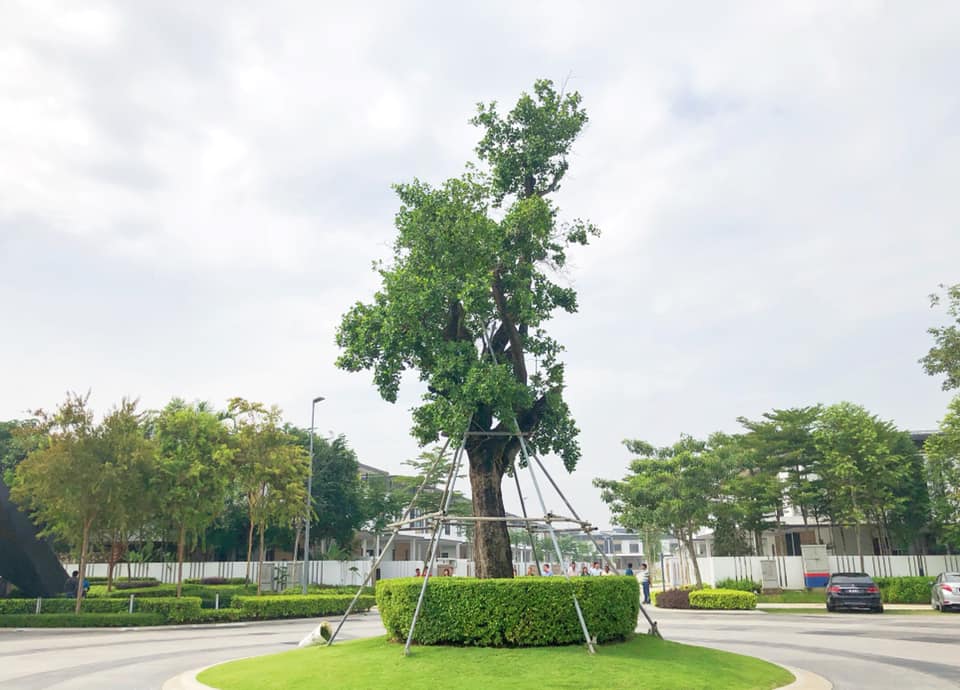 Feature tree in Tropicana Aman 🌿🌿... - Sk2 Landscape Sdn Bhd | Facebook