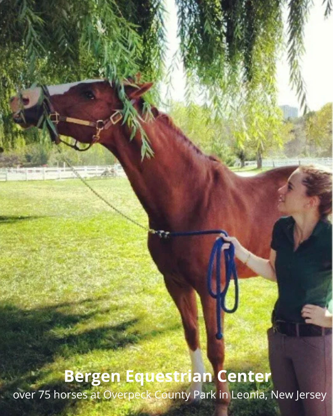 Bergen Equestrian Center | Leonia NJ