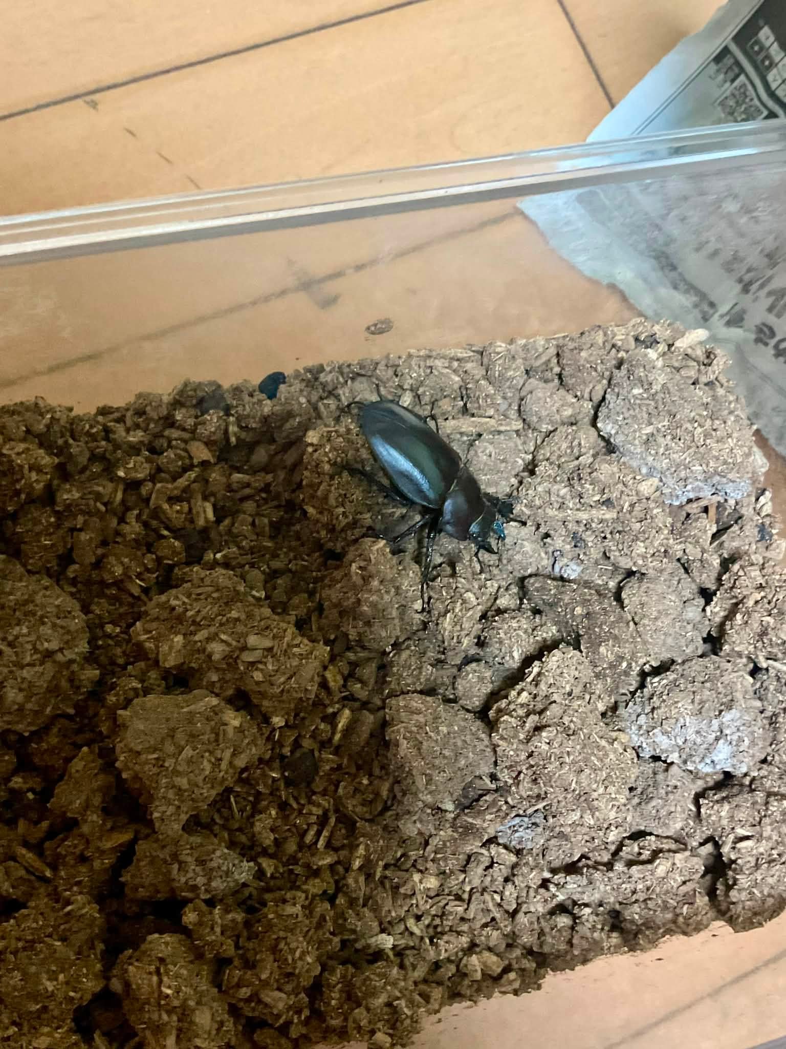 ゴーリーオバケクロツヤムシ Proculus goryi グアテマラに産する