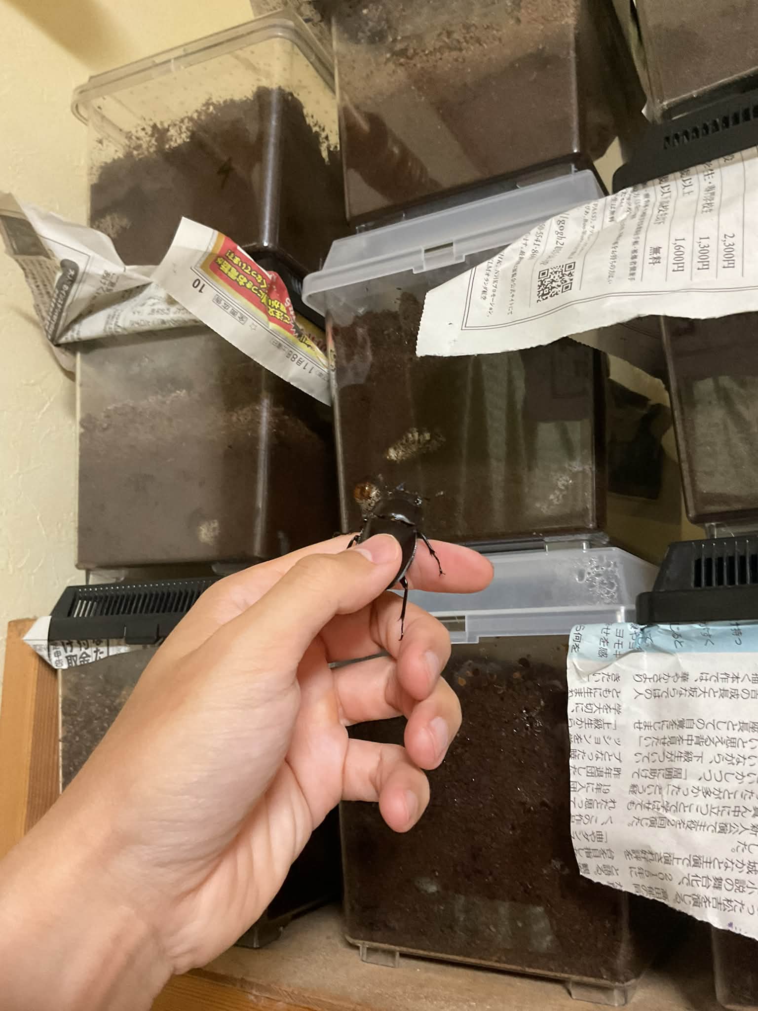 ゴーリーオバケクロツヤムシ Proculus goryi グアテマラに産する