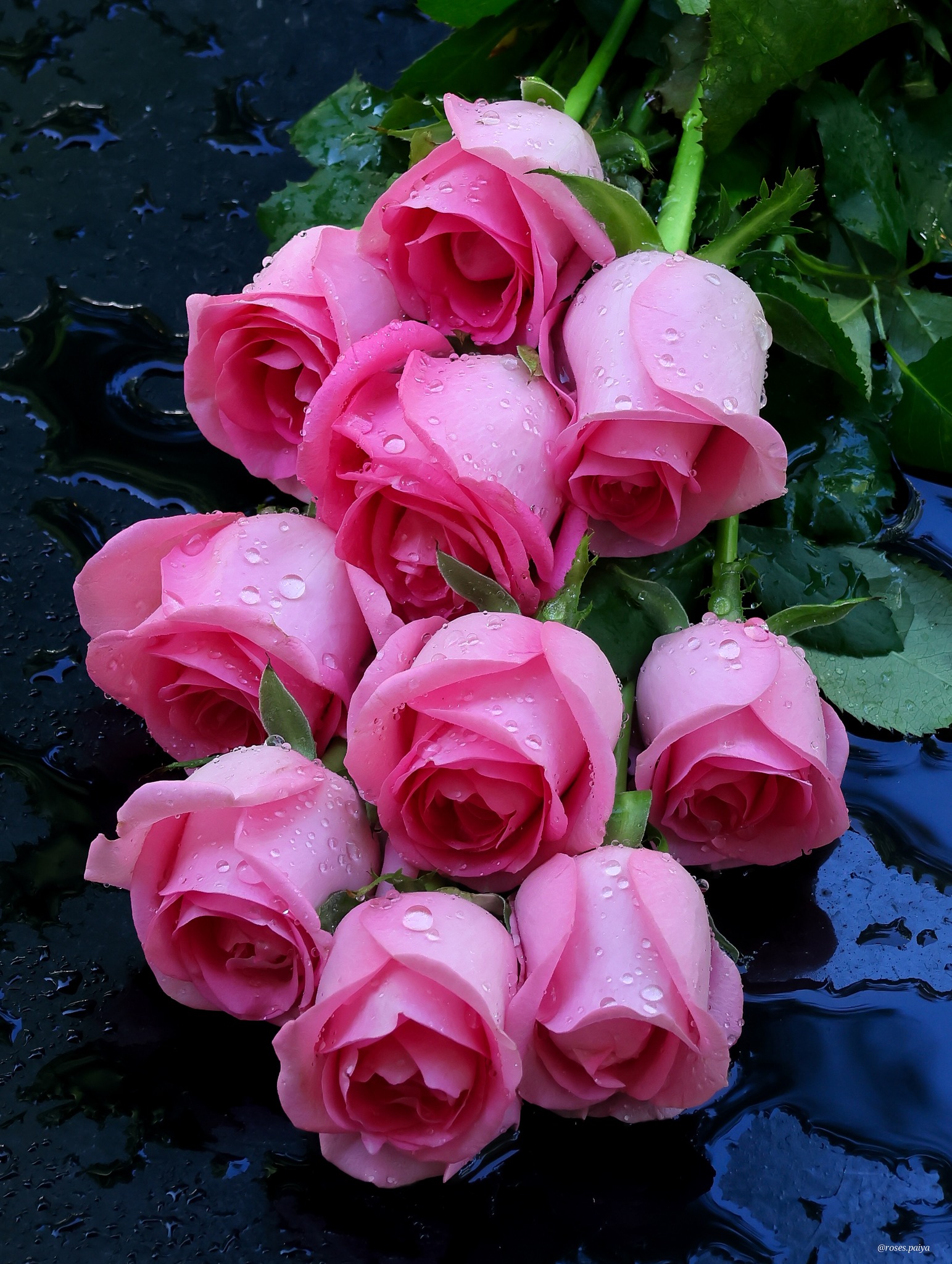 Roses - 💗 | Facebook