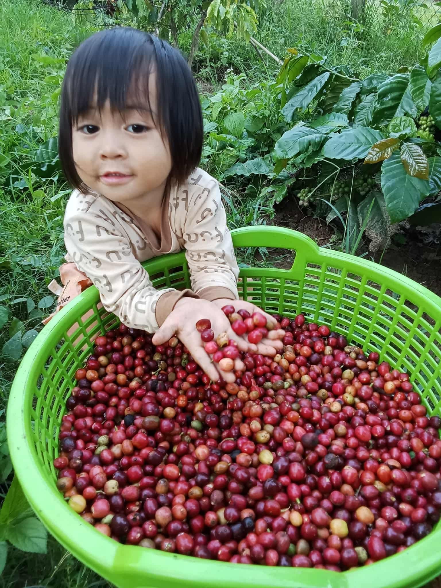 RÔYA FARM