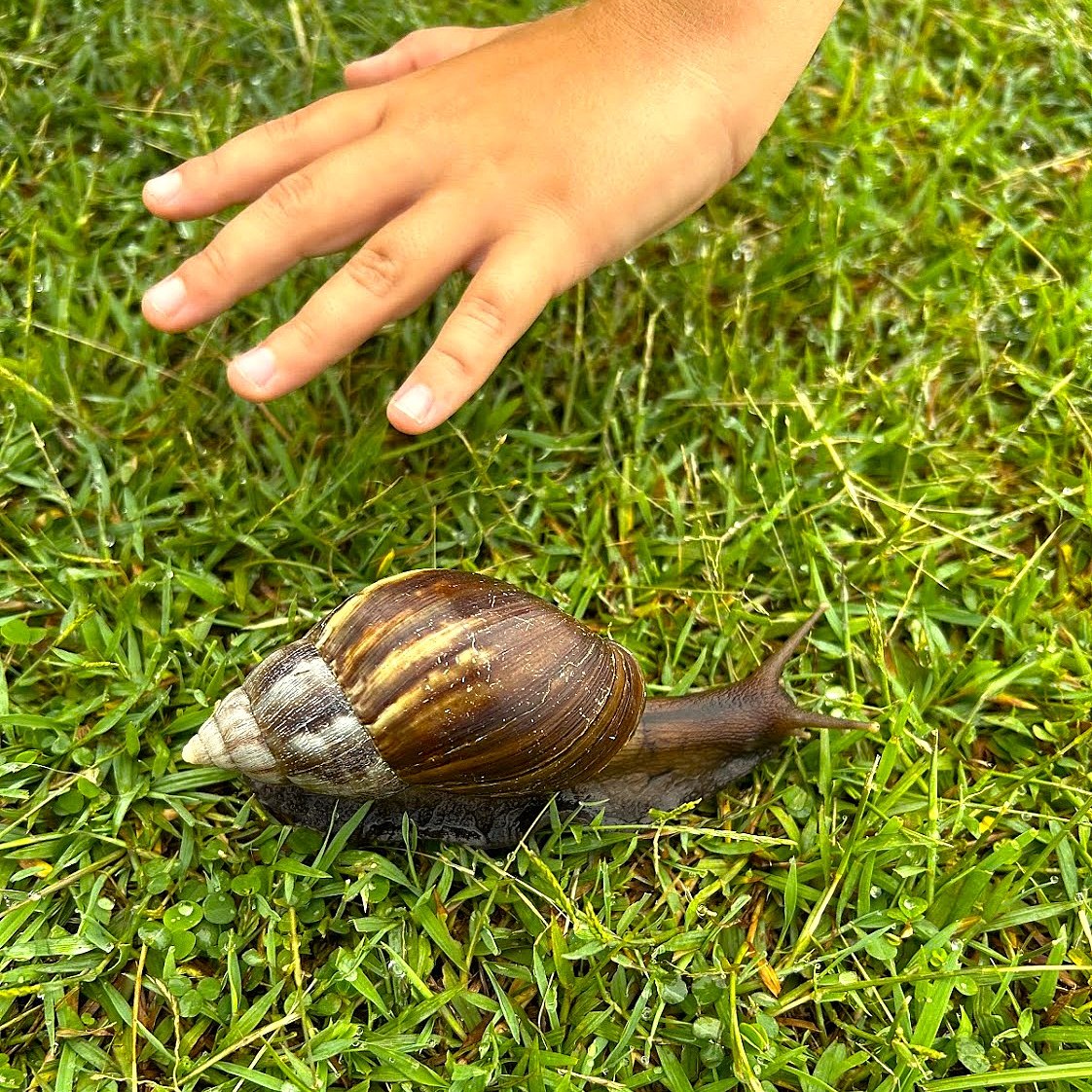 Living - 🐌 The giant African land snail is one of Hawaii’s most ...
