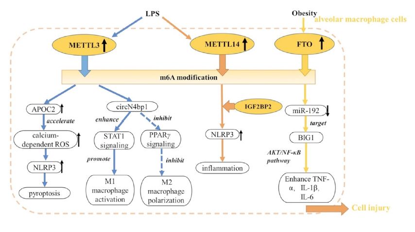 Journal - m6A RNA methylation: a new frontier in acute lung injury (ALI ...