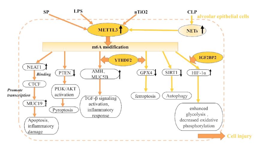 Journal - m6A RNA methylation: a new frontier in acute lung injury (ALI ...