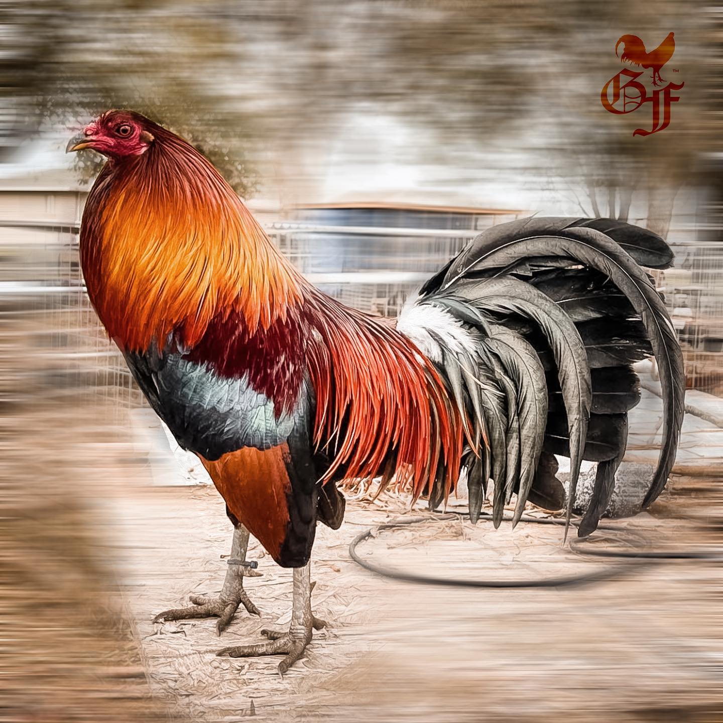 Rancho Márquez Gamefowl