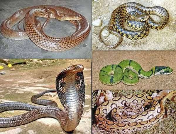 Did U KNOW??....SNAKES... - Wild life conservation and Rescue | Facebook