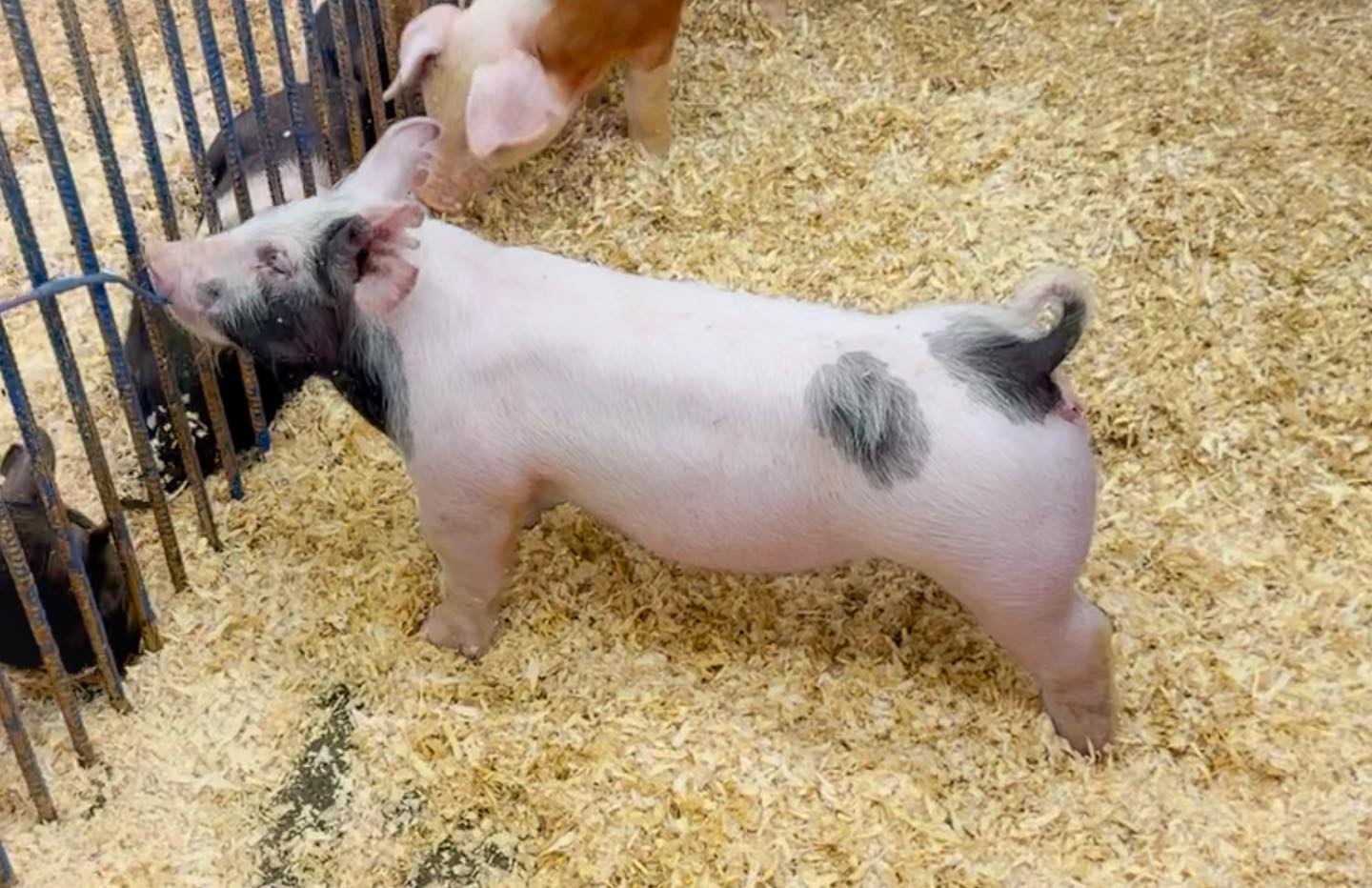 Built for the Banner Pig Sale 8-6 white cross gilt High Anxiety x