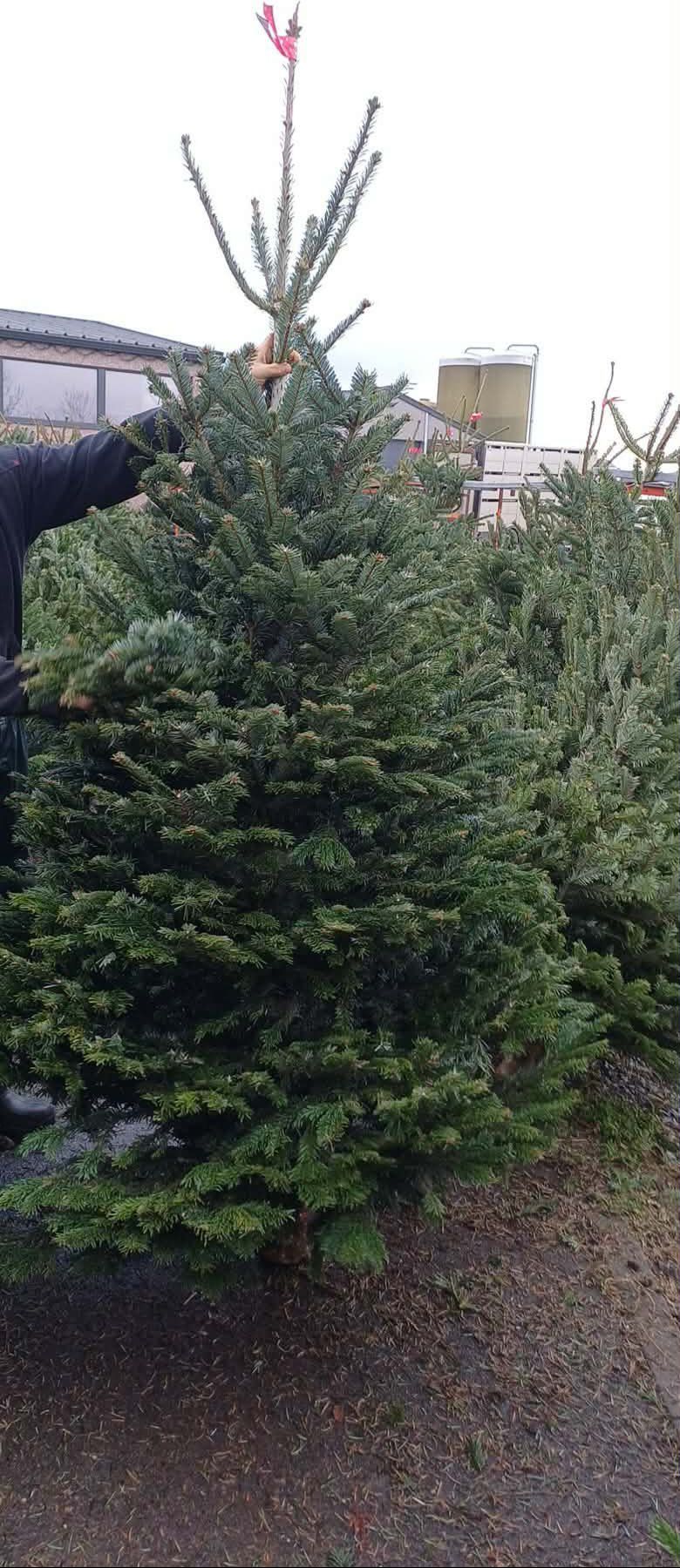Sapins à Neige Noch 32828 - Lot De 25 - Échelle N - Neuf - Fabriqué En Allemagne