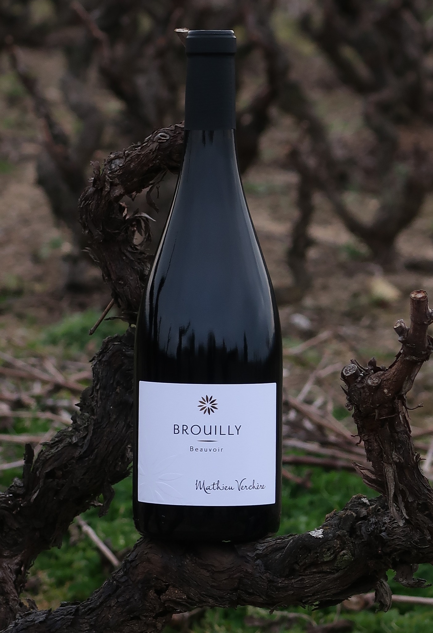 Domaine Mathieu Verchere | Saint-Lager