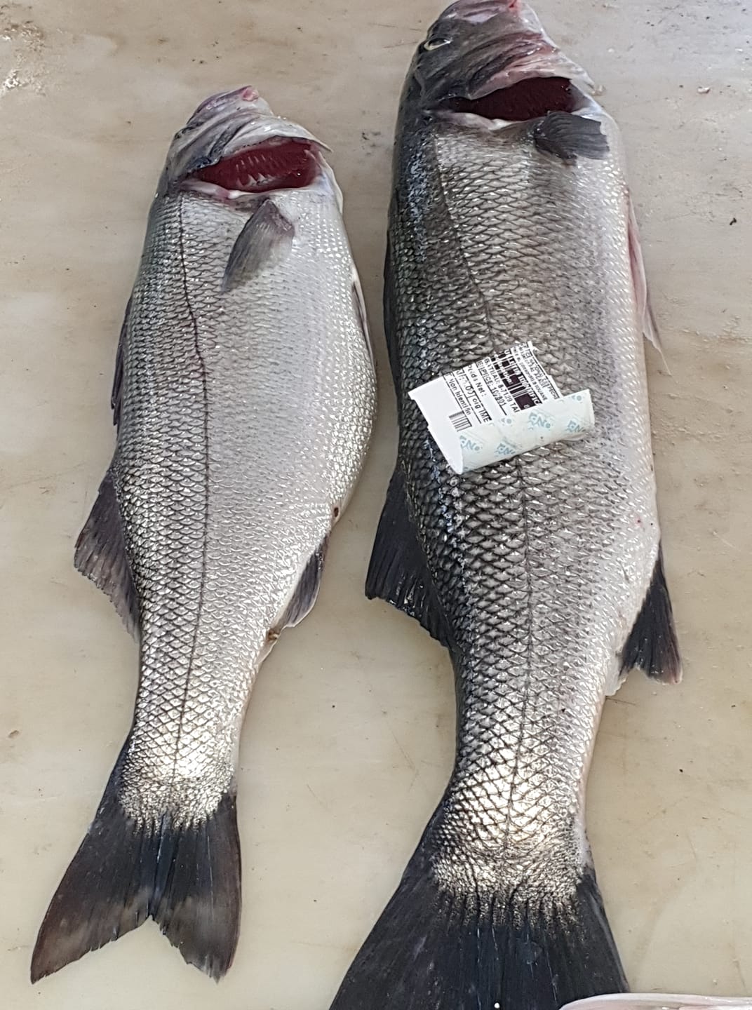 Agoram FISH