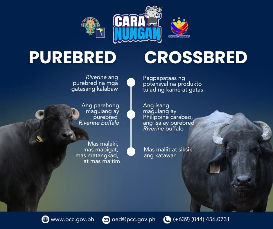 DA-Philippine - CARAnungan | Ano ang pagkakaiba ng Crossbred at ...