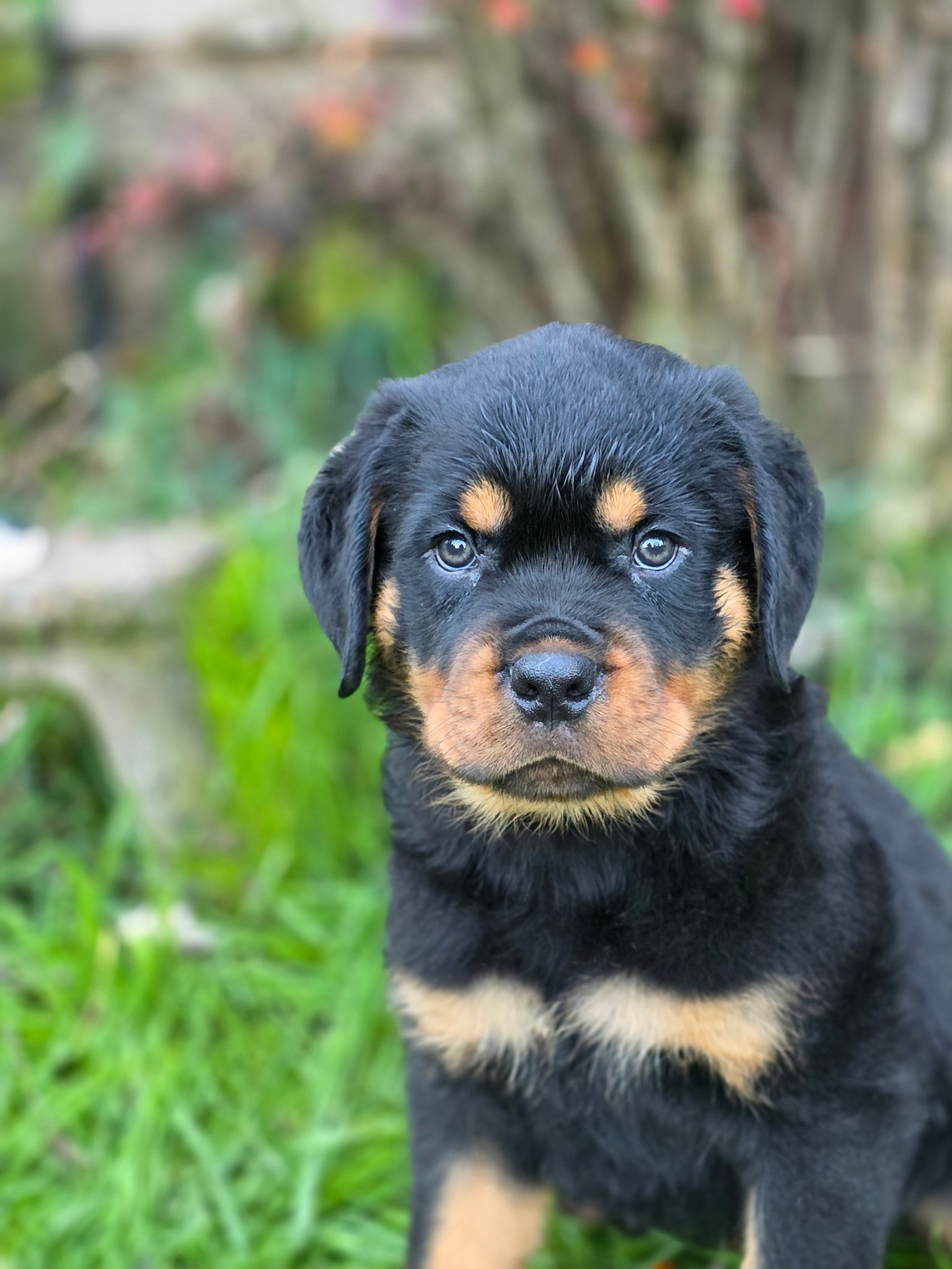 Divine Rottweilers | Cottage Grove OR