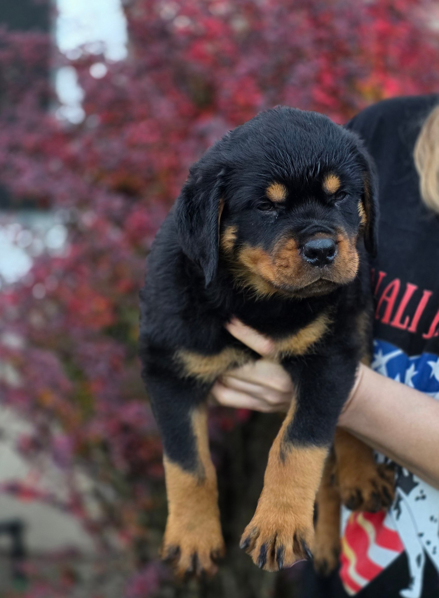 Divine Rottweilers | Cottage Grove OR