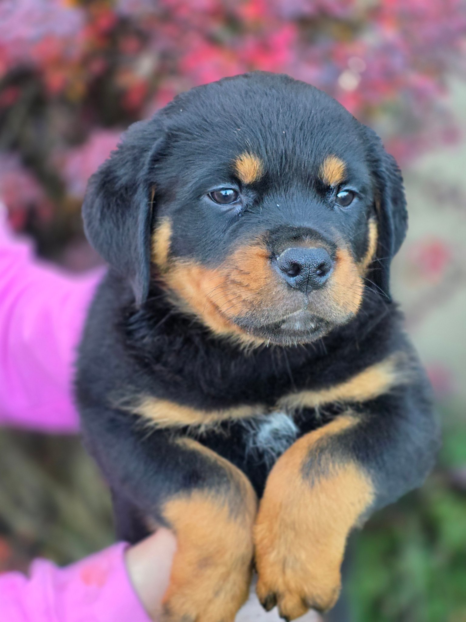 Divine Rottweilers | Cottage Grove OR