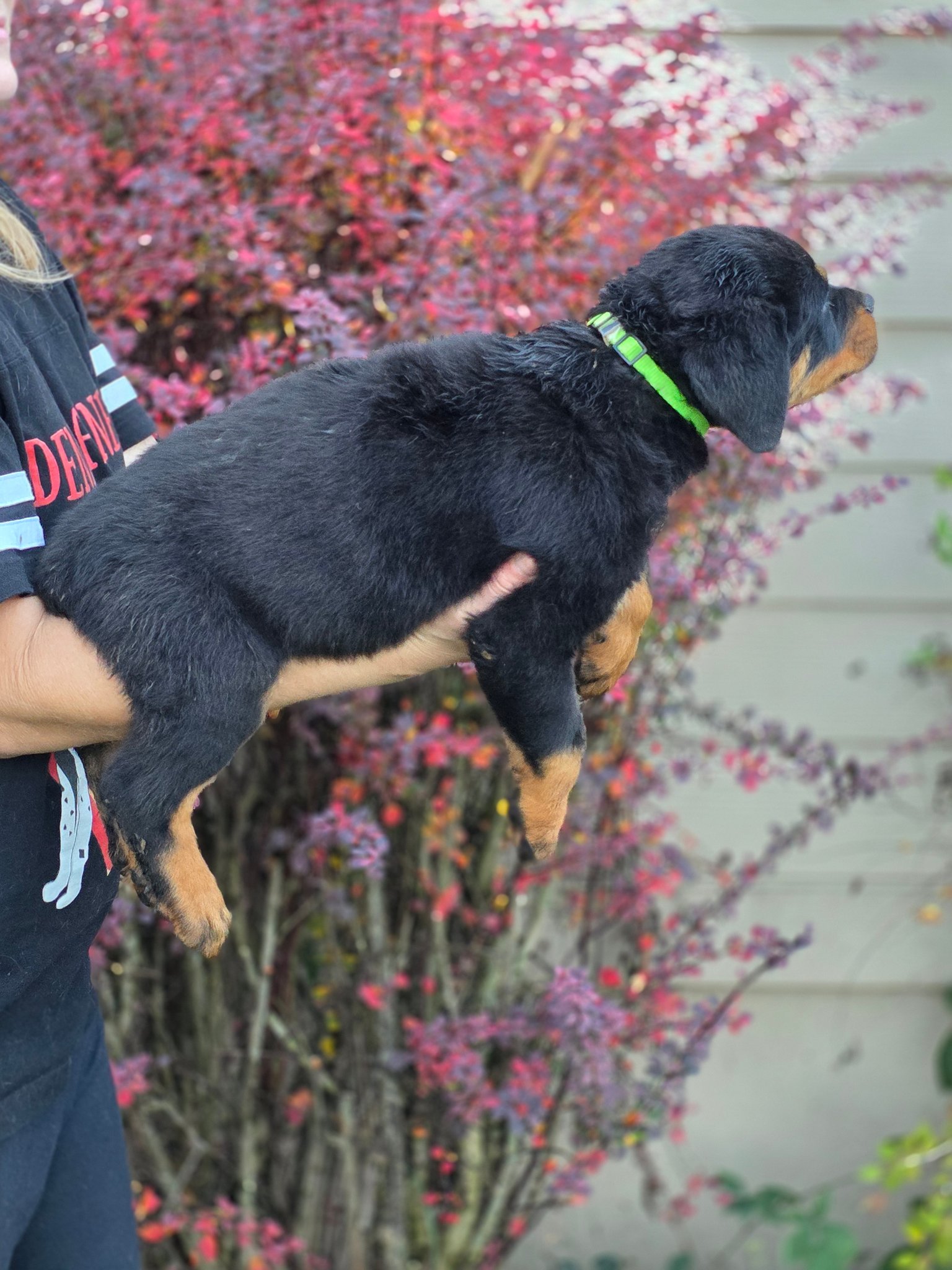 Divine Rottweilers | Cottage Grove OR
