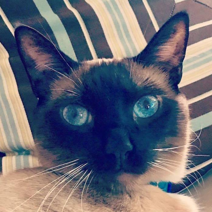 Mittsu, The Triamese