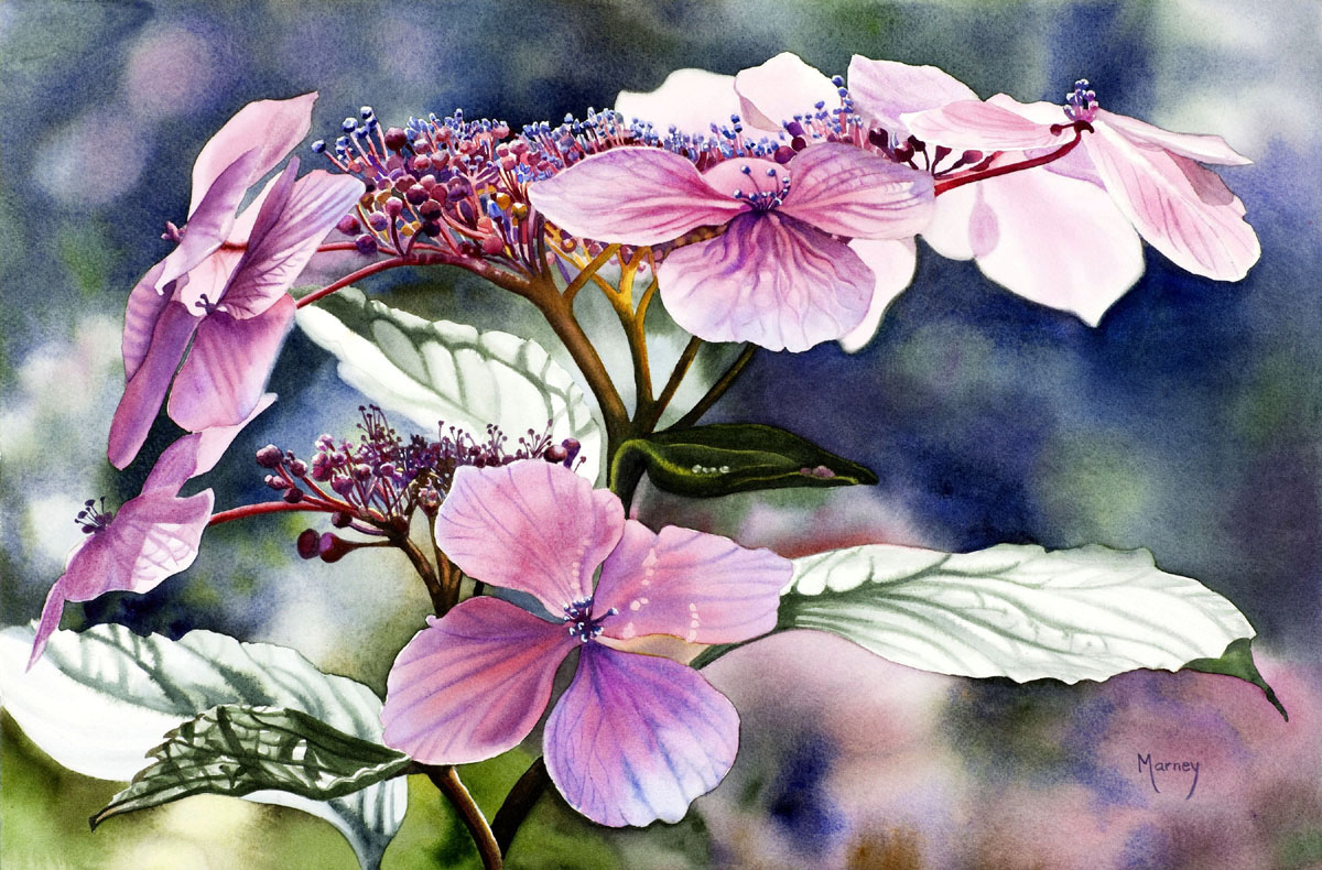 Marney - Lace Cap Hydrangea, watercolour, half-sheet. I've never been ...