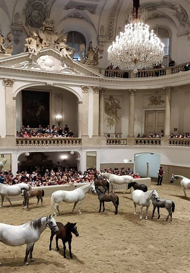 Stable - A glimpse of tradition in motion! The Lipizzaner mares and ...