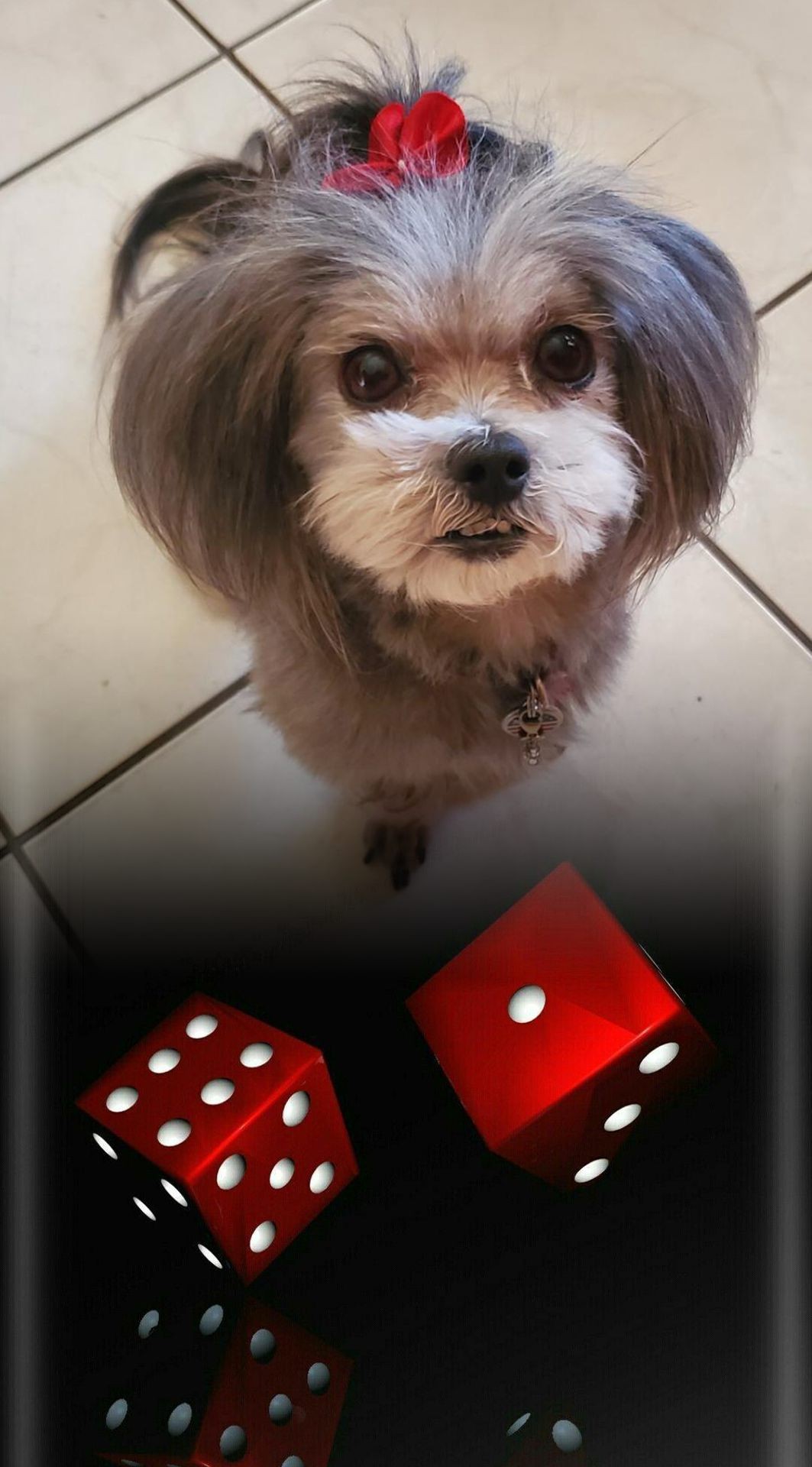It's that time! Mia joke riddle, pun... Zoe the Therapy Dog Facebook