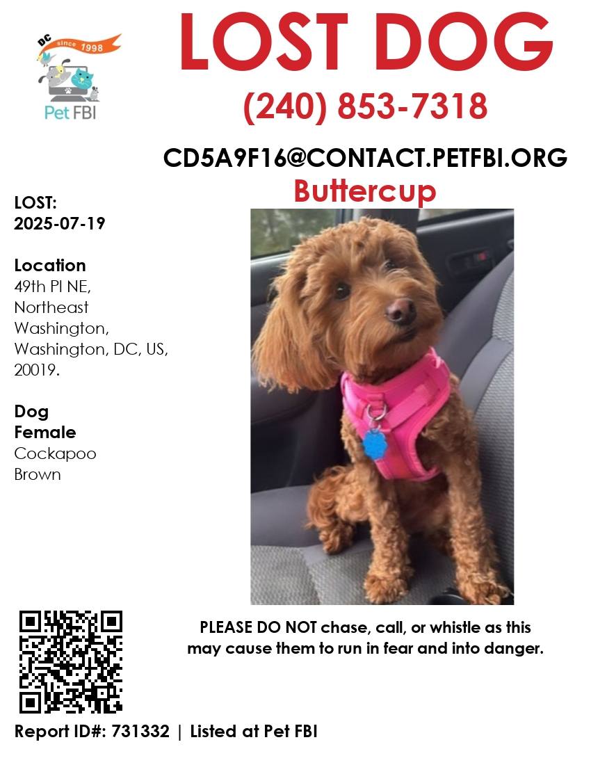 Lost - #LOSTDOG - BUTTERCUP - Lost on 2025-07-19 - LOCATION: 49th Pl NE ...