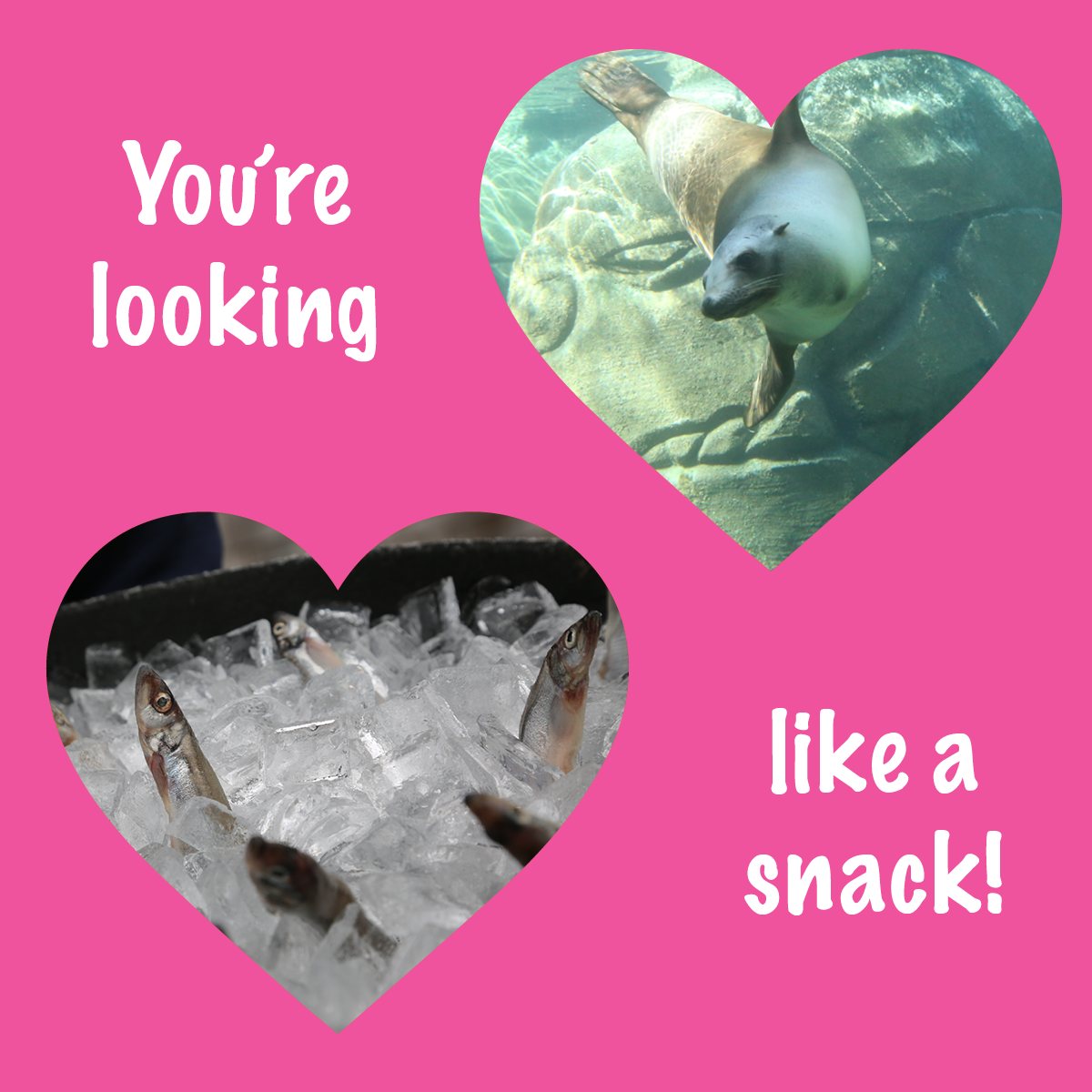 Oregon Coast Aquarium added a new... - Oregon Coast Aquarium