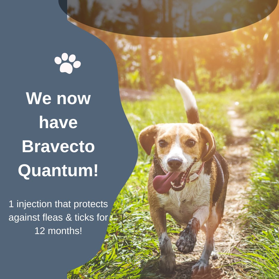 The one year flea injection is... - Lowcountry Pet Wellness | Facebook