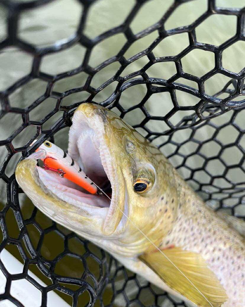 shakespeare ugly stik spl1102410 spinning rod New SPL 1102 6' Medium Action, 2pc – Billy's Fishing Tackle Blakemore Original Marabou Road piece stainless steel guides sporty phone case Size:ULTC3000HGFB