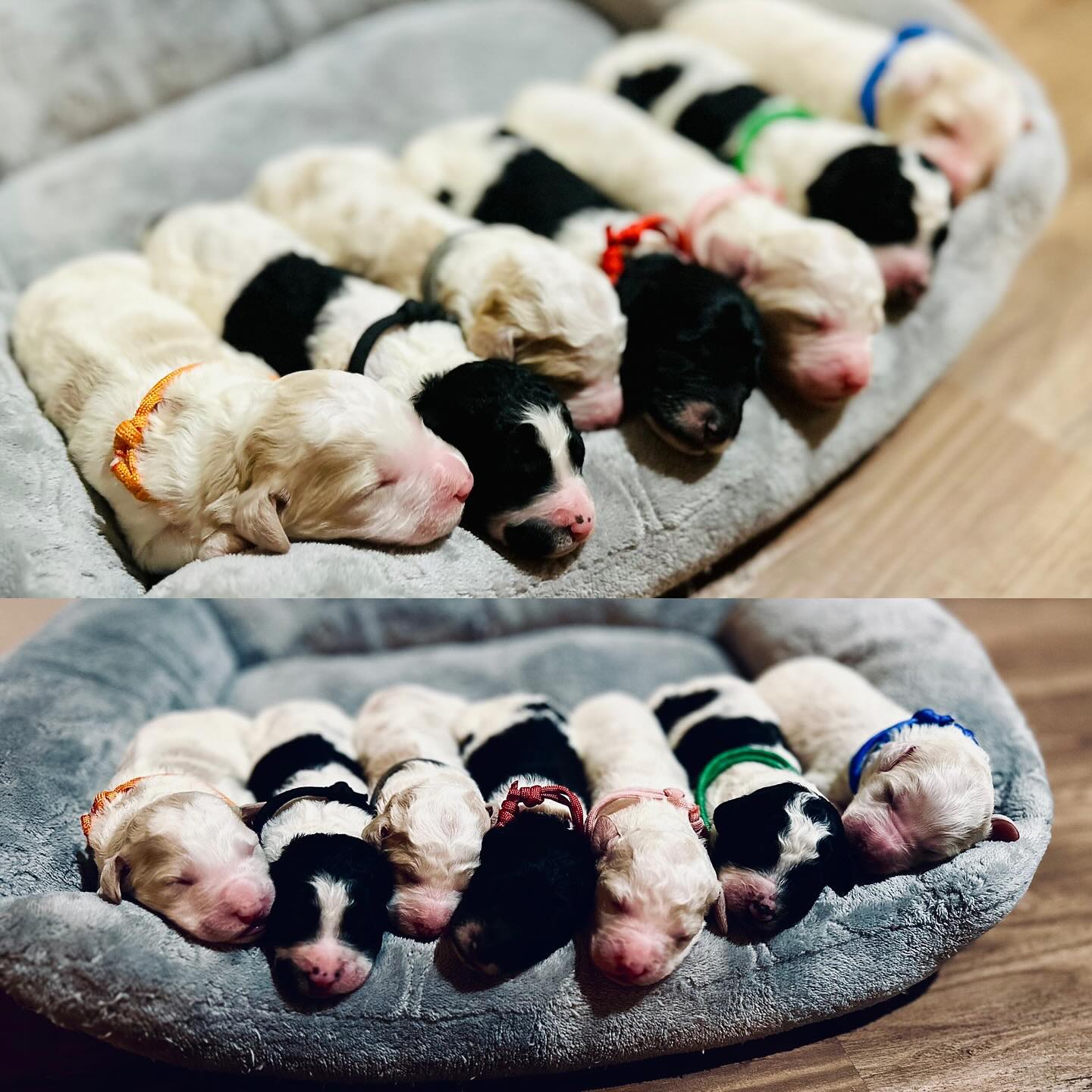 Introducing our Leap Day... - Phoenix Sheepadoodle puppies | Facebook