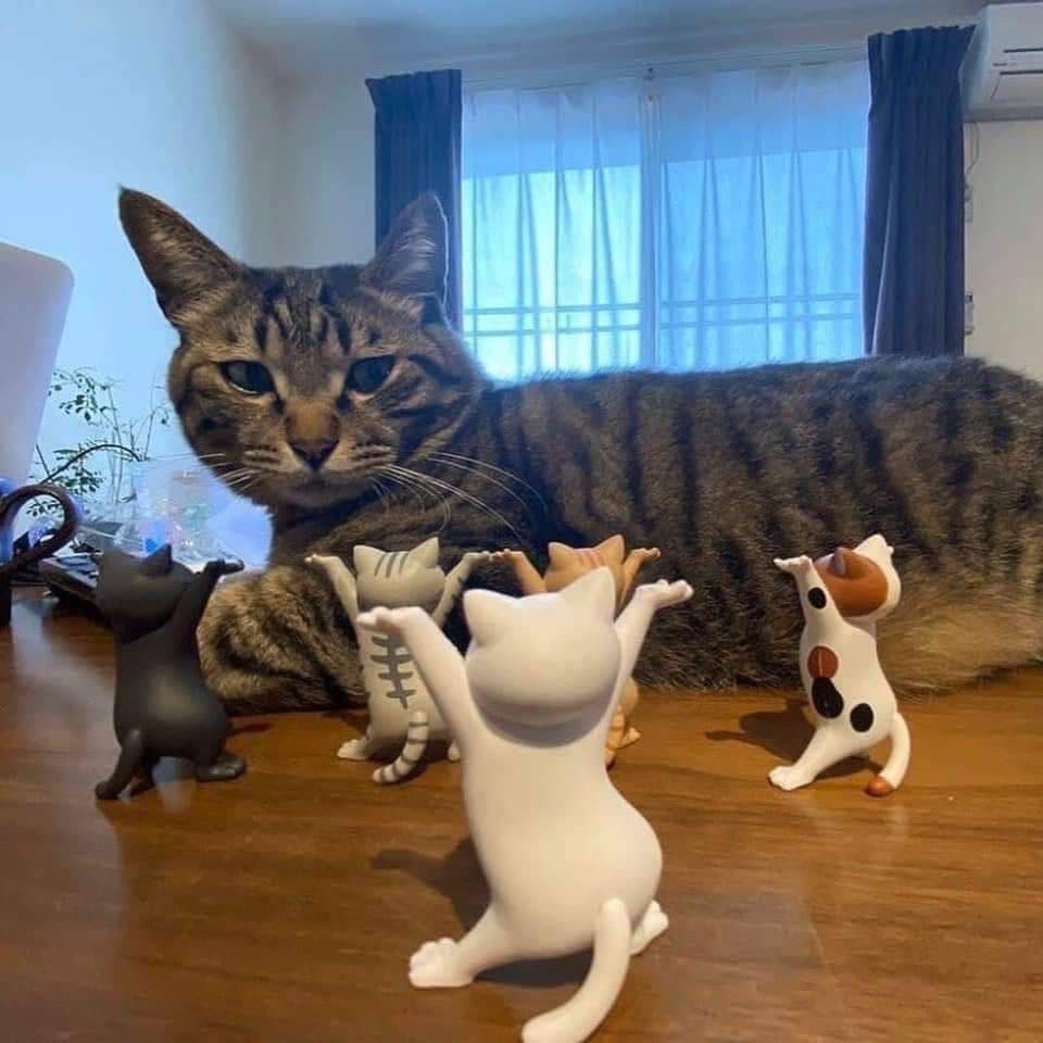 Meowment - Ugh😒 | Facebook