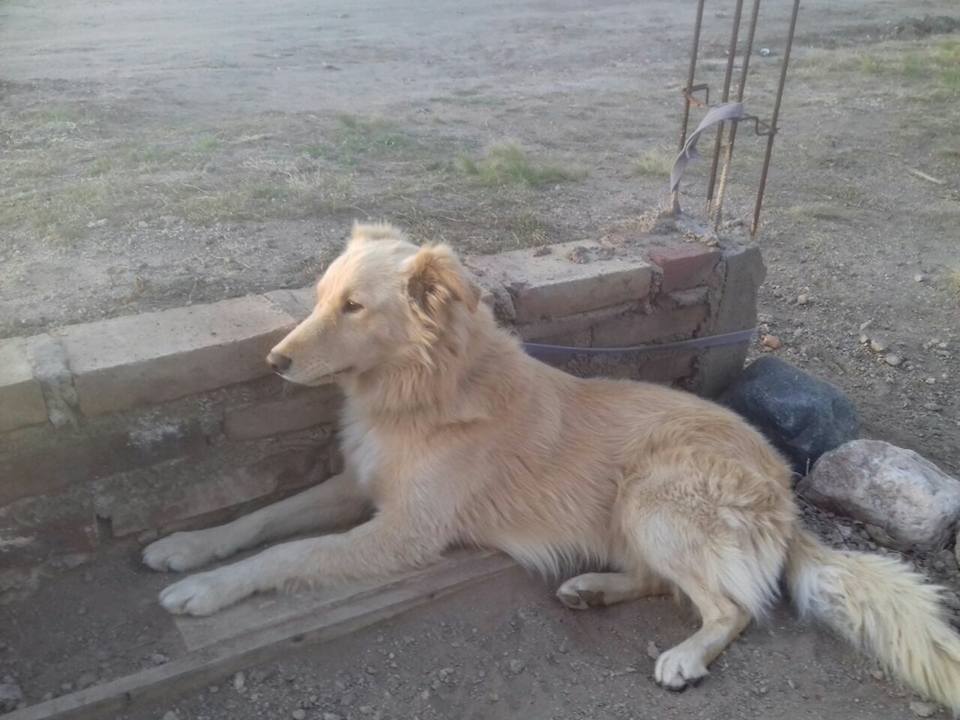 Arka Refugio - Se llama Rafa, tiene entre 1 año y 1 año y... | Facebook
