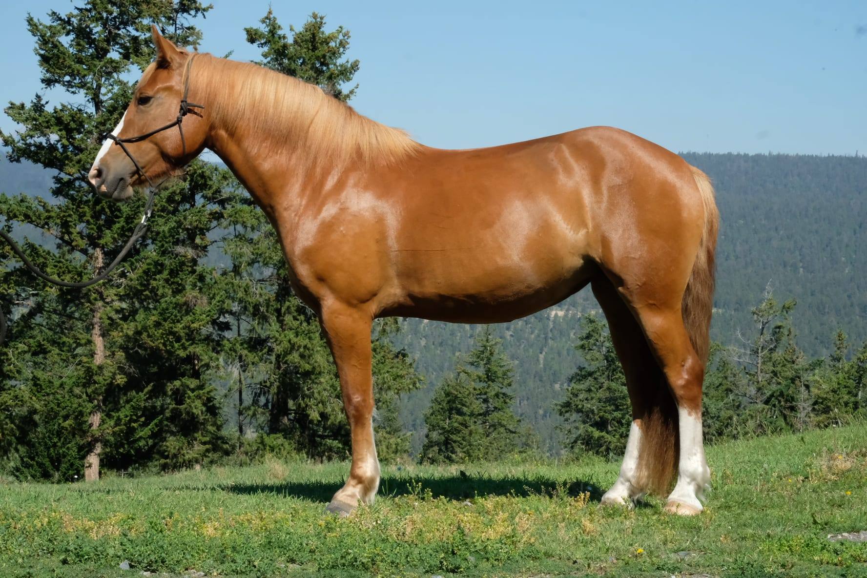 Skookumhorse Ranch | Clinton BC