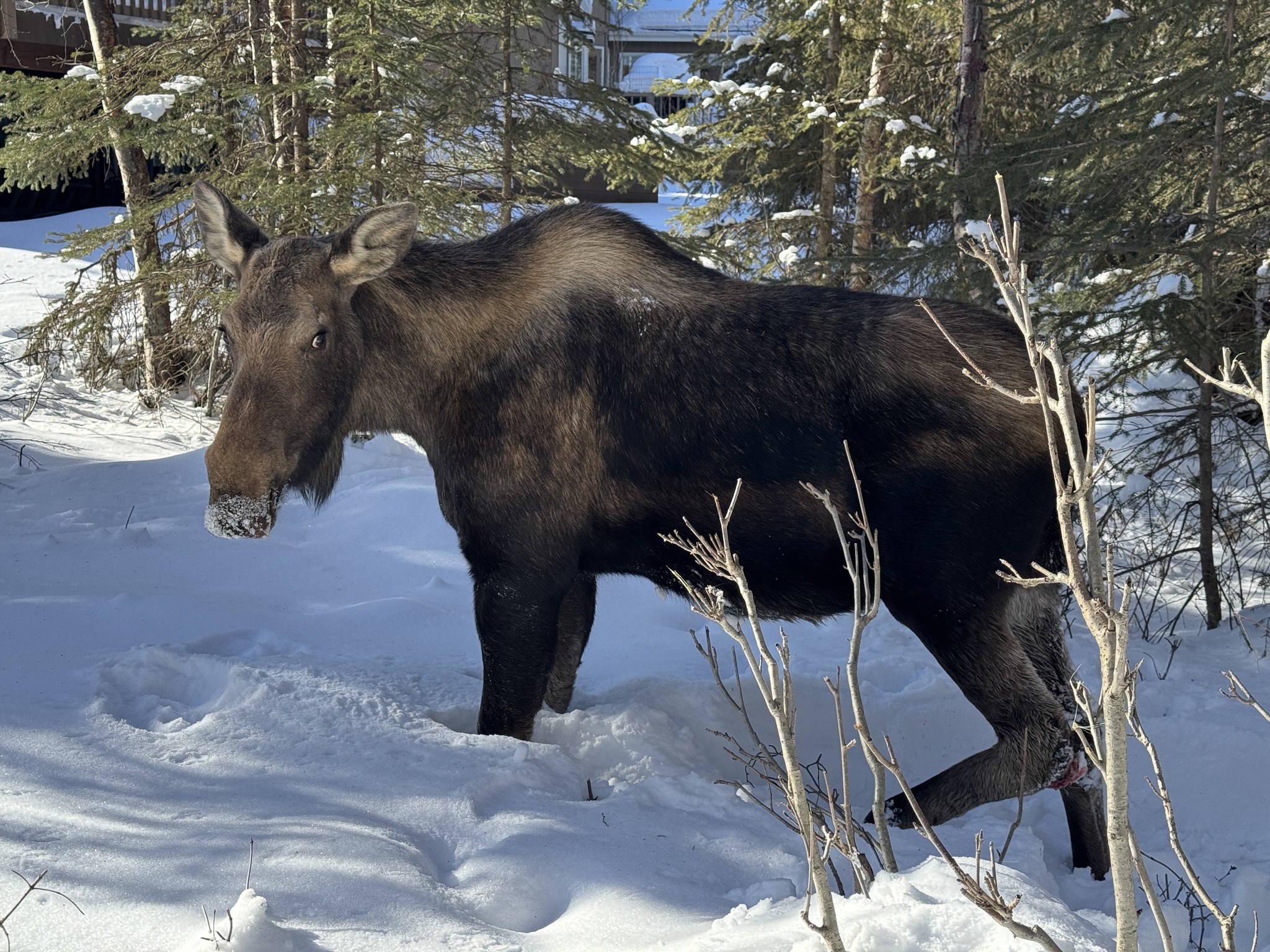 Give moose space during winter