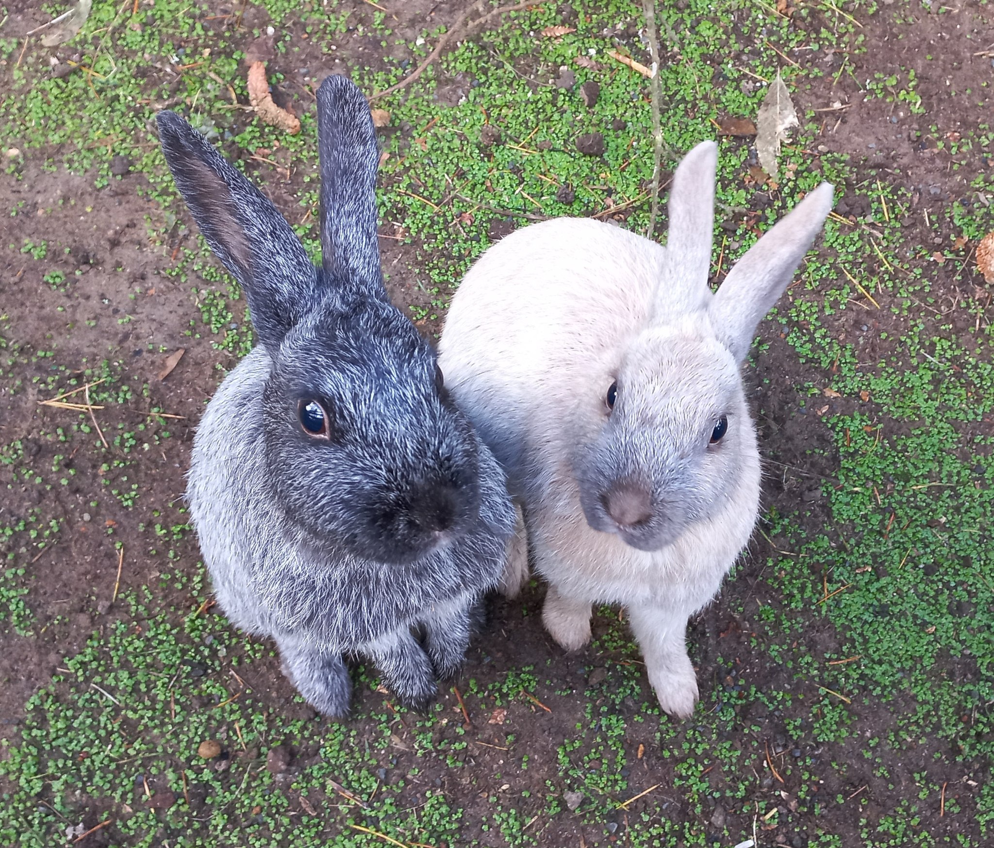 Rare - Rare Enderby Rabbit Stolen in Christchurch.(Black/silver on left ...