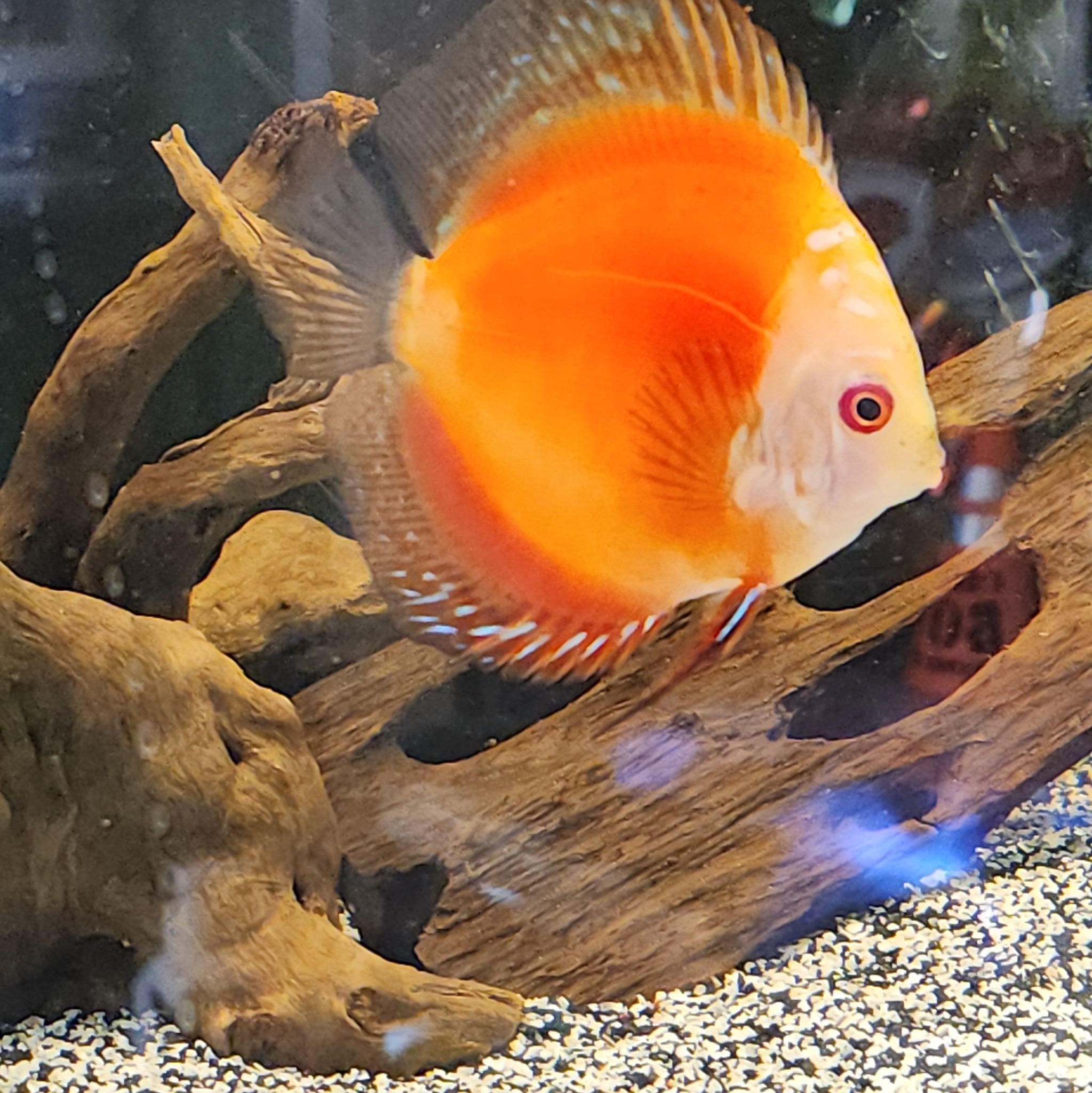Good morning fish fans. Small fish order this morning. Cheers! Open ...