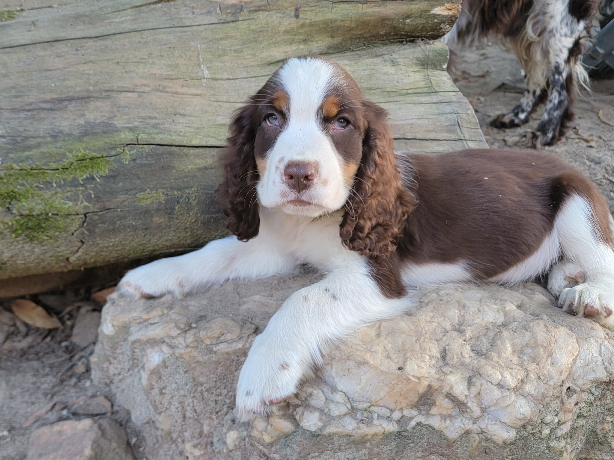 English Springer Spaniels of Stevens Creek | Clarks Hill SC