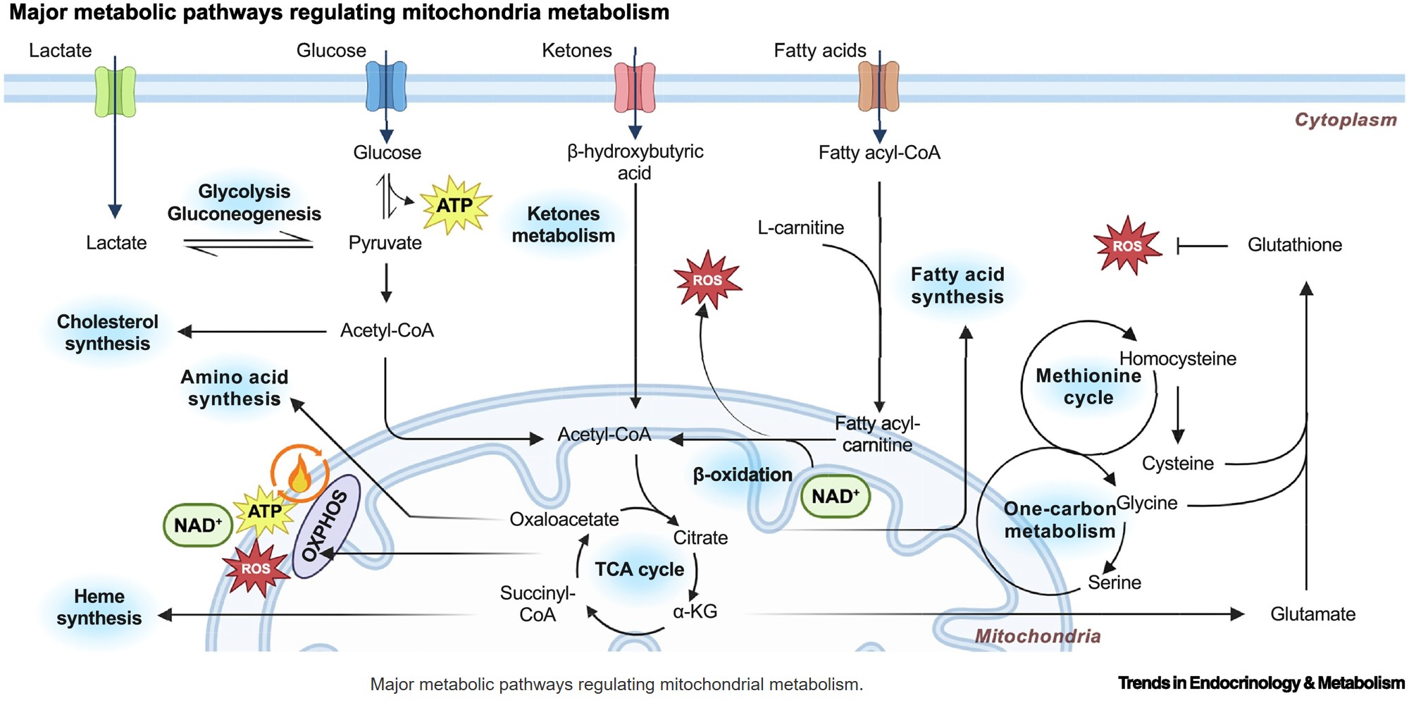 active glutathione recycling between mitochondria Combined metabolic activators to treat mitochondrial dysfunction Mitochondrial dysfunction is a common feature of many human diseases and is emerging as a therapeutic target. Systems biology and multiomics approaches have revealed that HOLIDAY