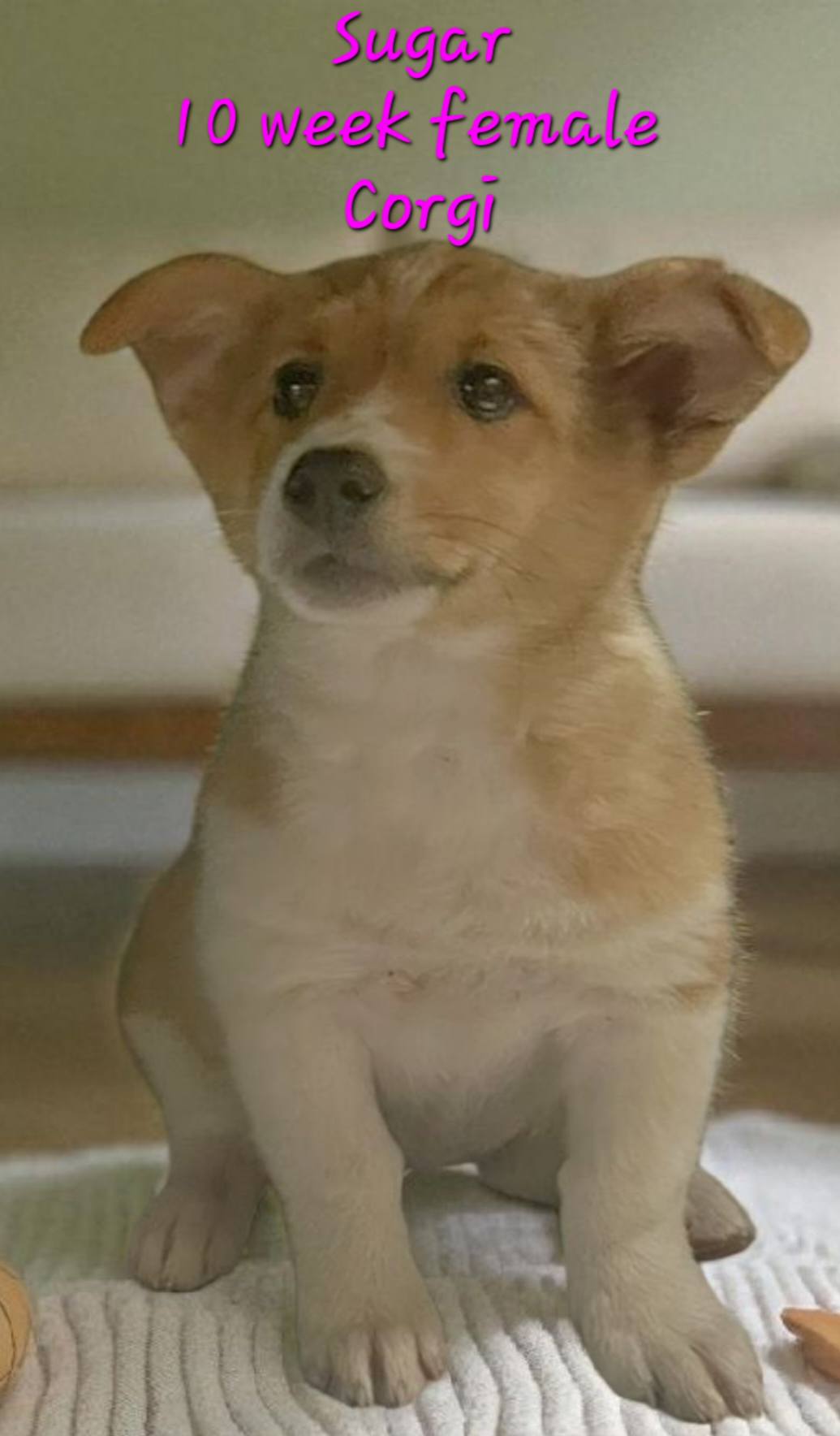Ricky's... - Ricky's Rascals Animal Rescue and Adoption